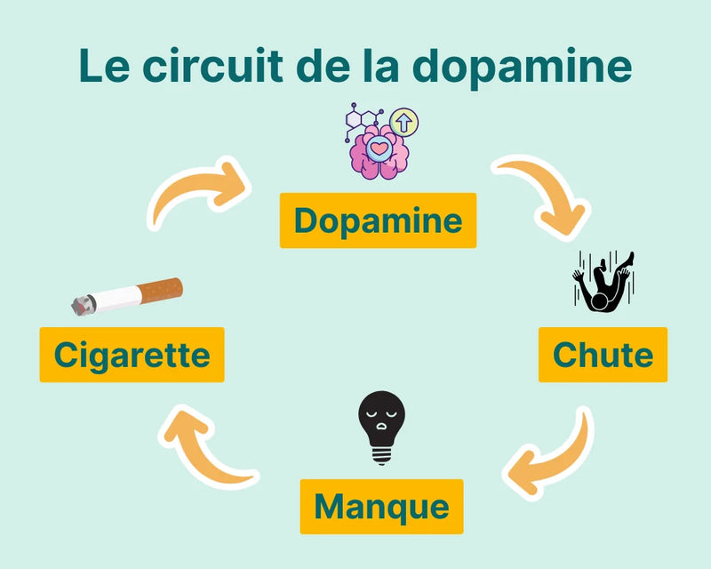 Circuit de la dopamine
