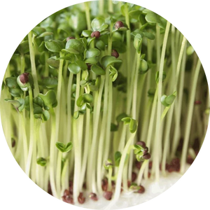 Pousses de brocoli