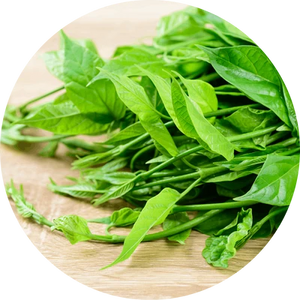 Gymnema sylvestre